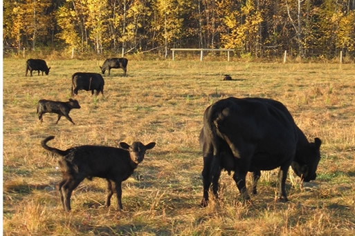 Cow with calves